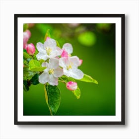 Blooming Pear Tree In Spring Close Shot Showcasing The Intricate Arrangement Of Small Blush Toned B (2) Art Print