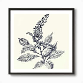 Drawing Of A Plant Art Print