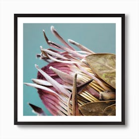 Protea Cyranoides Square Art Print