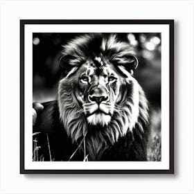 Lion In The Grass 7 Art Print