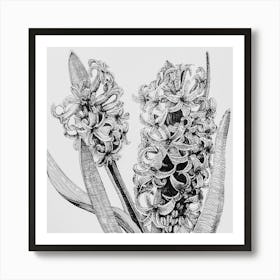 Hyacinths Art Print