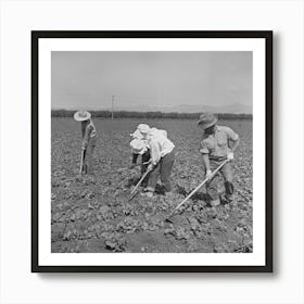 Untitled Photo, Possibly Related To San Benito, California, Japanese Americans Work In Field While They Wait For Final Art Print