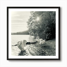 Swan Photography/ Berlin Schlachtensee 2023 Art Print