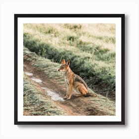 Coyote Scenery Square Art Print