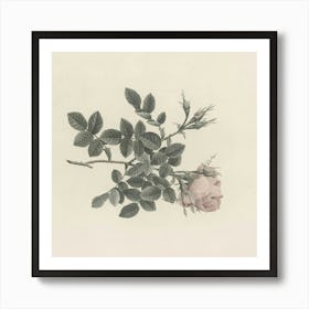 Rose On A Branch 1 Art Print