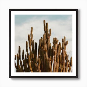 Large Desert Cactus Square Art Print