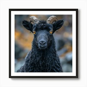 Black Sheep Art Print