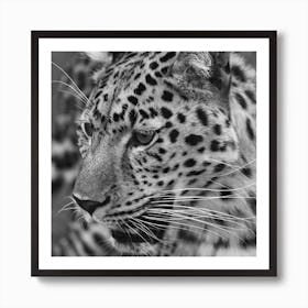 Leopard Square Art Print