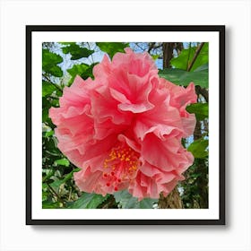 Hibiscus Flower Art Print