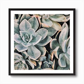 Blue Green Succulent Plant Art Print