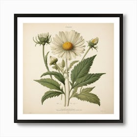 Chamomile Leaf Vintage Botanical Art Print 1 Art Print