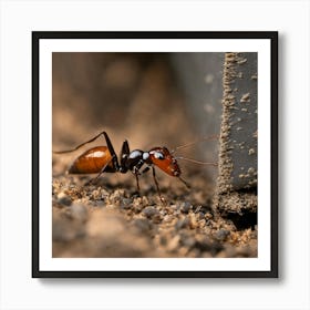 Ant On The Ground 1 Art Print