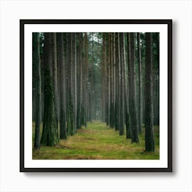 Pine Forest In The Fog Art Print