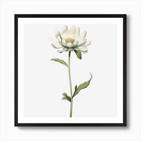 White Daisy Art Print