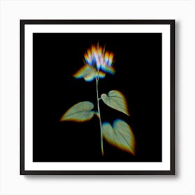 Prism Shift Morning Glory Flower Botanical Illustration on Black Art Print