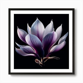 White Purple Magnolia Flower on Black Background Art Print