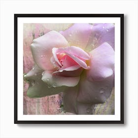 Pink Rose With Water Droplets Art Print