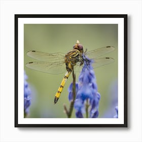 Dragonfly On Bluebells Art Print