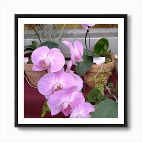 Orchids 17 Art Print