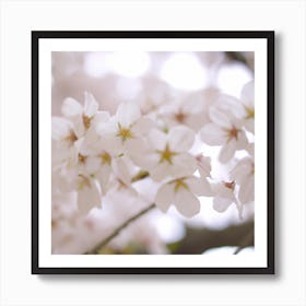 Cherry Blossoms 4 Art Print