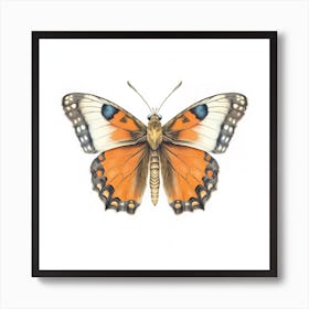 Butterfly 47 Art Print