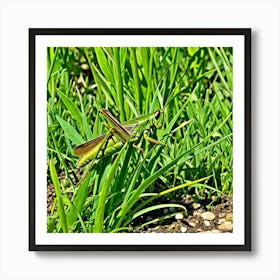 Grasshoppers Insects Jumping Green Legs Antennae Hopper Chirping Herbivores Garden Fields (15) Poster