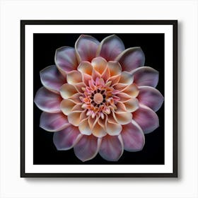 Floral Art 0005 Round Flowers 0008 Symetric Flowers On Black 0009 Bp6586 Beautiful Mandala Of A David Austin Art Print