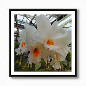 White Orchids 7 Art Print