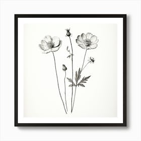 Black And White Flowers Art Print