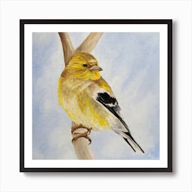 Male American Goldfinch Square Art Print