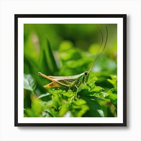 Grasshopper 52 Art Print