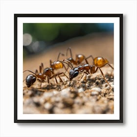 Ants On The Ground 2 Art Print