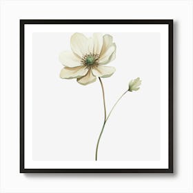 White Anemone Flower 1 Art Print