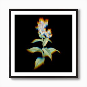 Prism Shift White Gillyflower Bloom Botanical Illustration on Black n.0012 Art Print