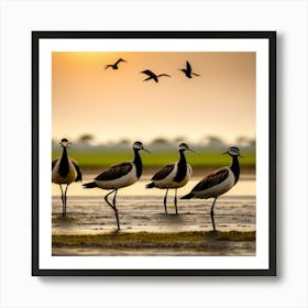 Birds At Sunset Art Print