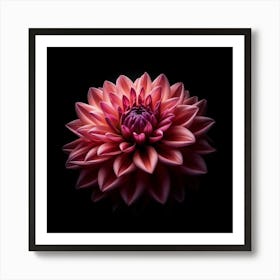 Pink Dahlia Flower on Black Background Art Print