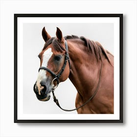 Portrait Of A Horse Art Print