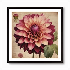 A Dahlia Floral Botanical Vintage 10 Art Print