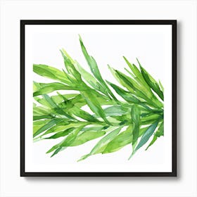 Watercolor Of Rosemary Art Print