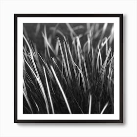 Grass In Black And White Art Print