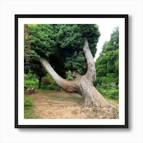 Twisted Tree Art Print