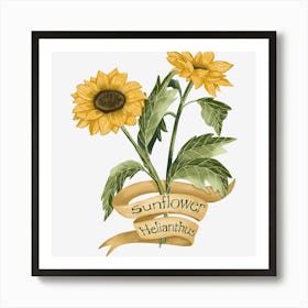 Sunflower botanical art Art Print