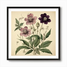 Halonium Wildflower Vintage Botanical Art Print 1 Art Print