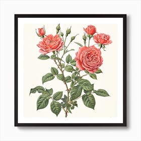 Rose Botanical Art Illustration 3 Art Print