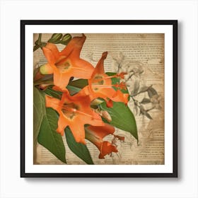 Trumpet Vine Wildflower Vintage Botanical Art Print