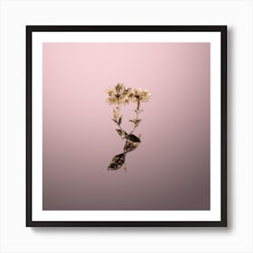 Gold Botanical Bunge's Lychnis Flower on Rose Quartz n.1458 Art Print