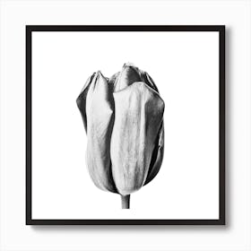 Botanical Tulip Square Art Print