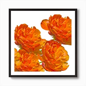 Orange Carnations Art Print