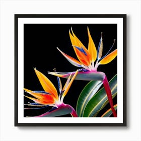 Bird Of Paradise Art Print