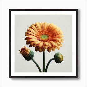 Transvaal Daisy 3 Art Print